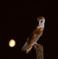 Image faisant partie d'une gallerie