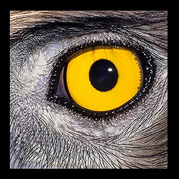 Ektas, microphotos de Gilles Martin