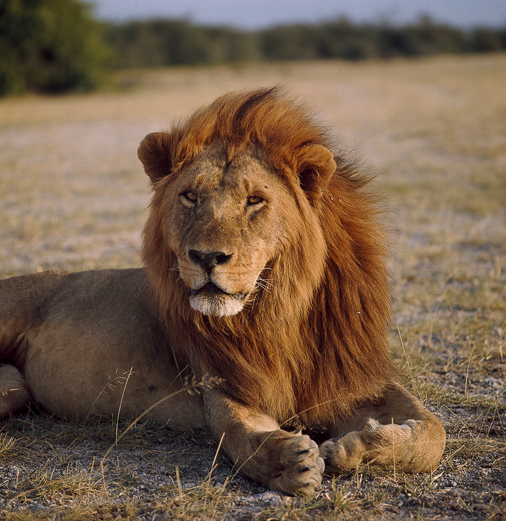 Image faisant partie d'une gallerie